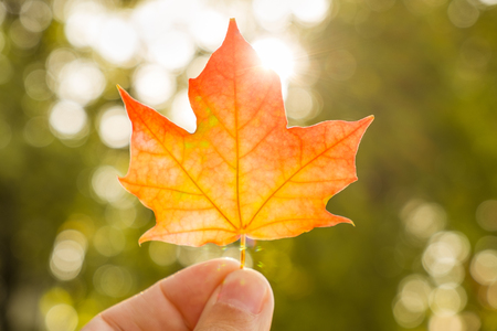 Autumn golden orange and red maple leaf in handの写真素材