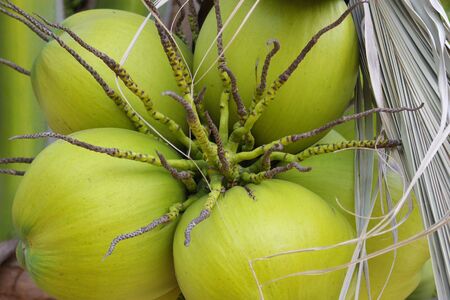 Coconuts 1の写真素材