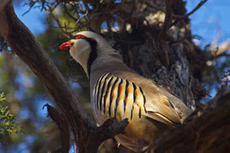 A chukar in the desertの写真素材