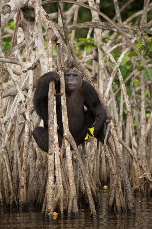 Beautiful and nice chimpanzee in the nature habitat in Africa