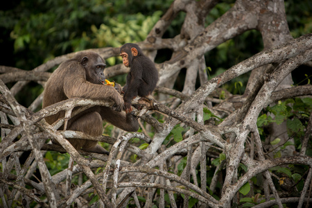 Beautiful and nice chimpanzee in the nature habitat in Africaの写真素材