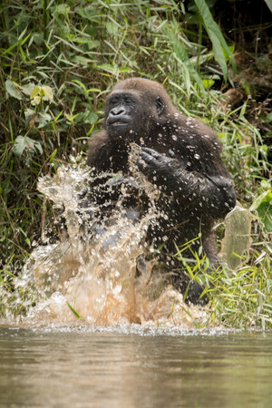 Beautiful and wild lowland gorilla in the nature habitat in Africa