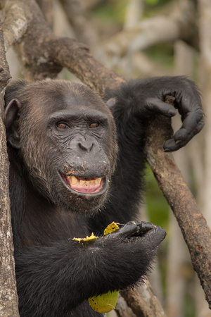 Beautiful and nice chimpanzee in the nature habitat in Africa