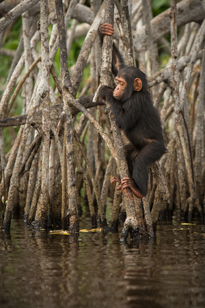 Beautiful and nice chimpanzee in the nature habitat in Africaの写真素材