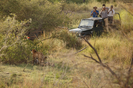 Men in four wheel drive taking taking a photo of a tigerのeditorial素材