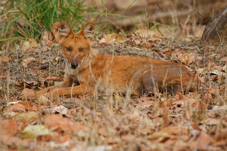 Dhole, Indian wild dog in the nature habitat