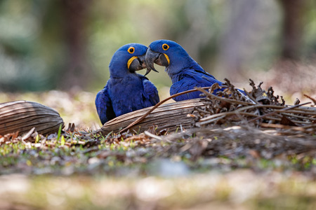 Close up of two hyacinth macaws on a palm tree in the nature habitat
