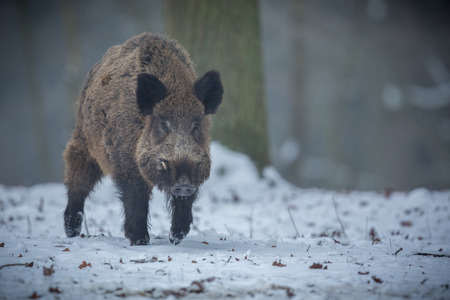 Big wild boar in the European forest, Czech Republicの写真素材