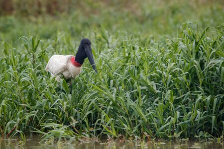 Bird of pantanal in the nature habitat, Brasilの写真素材