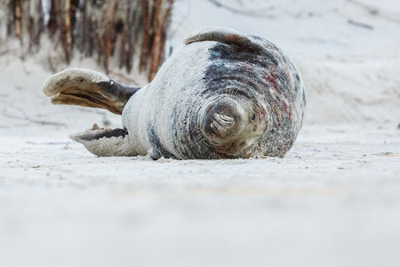Seal on the beach in Dune Island near Helgoland, Germany