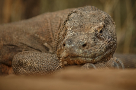 Gigantic komodo dragon in the nature habitat on a beautiful island in Indonesiaの写真素材