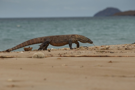 Gigantic komodo dragon in the nature habitat on a beautiful island in Indonesiaの写真素材