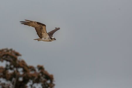 Bird of pantanal in the nature habitat, Brasilの写真素材