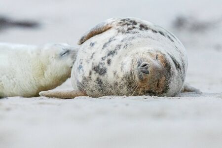Seals on the beach in Dune Island near Helgoland, Germanyの写真素材