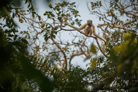 Hoolock gibbon high on a tree in Indiaの写真素材