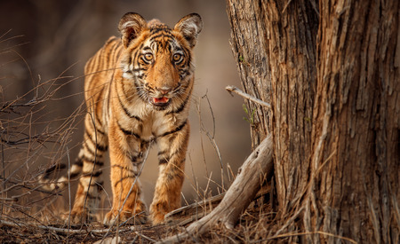 Tiger in the nature habitat of Ranthambhore National Park in Indiaの写真素材