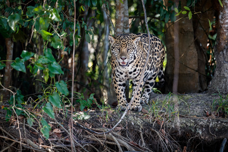 American jaguar in the nature habitat