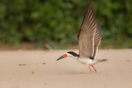 Bird in the nature habitat