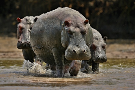 Hippopotamuses in the beautiful nature habitatの写真素材