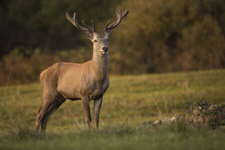 Big and beautiful red deer in the nature habitatの写真素材