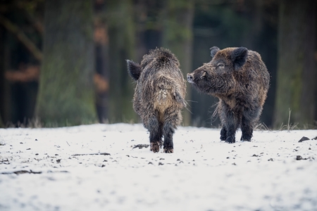 Wild boars in the European forestの写真素材