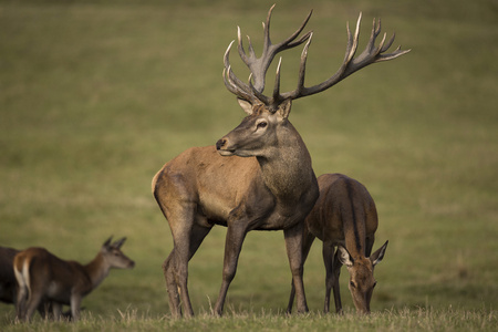 Red deers during the deer rut in Czech Republicの写真素材