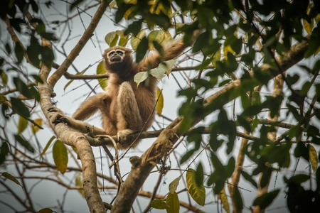 Hoolock gibbon high on a tree in the nature habitatの写真素材