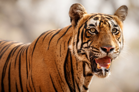 Close up of tigerの写真素材
