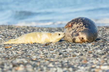 Cute seals on the beach in Dune Island near Helgoland, Germanyの写真素材