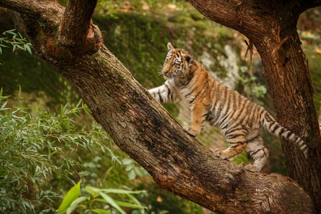 Tiger cub on a tree branchの写真素材