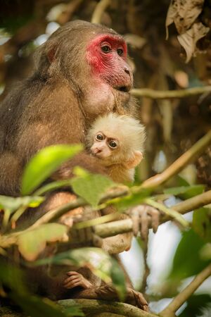Stumped tailed macaque with red face and baby in the jungle