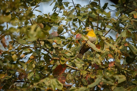 Bird in a treeの写真素材