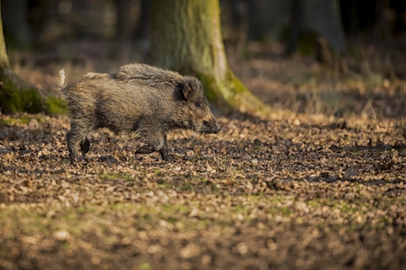 Young boar in the nature habitat of Czech Republicの写真素材
