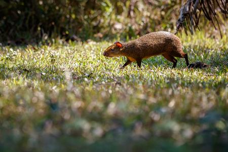 Agouti walking on grassの写真素材