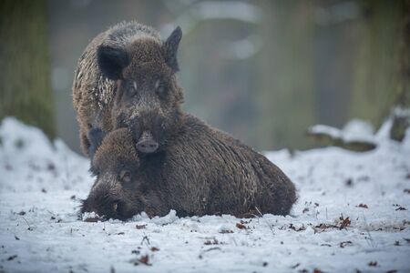 Wild boars resting in the snowの写真素材