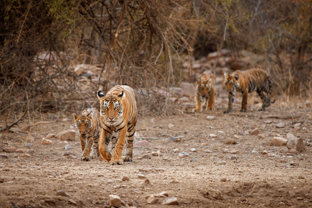 Bengal tigers from Ranthambhore National Park in Indiaの写真素材