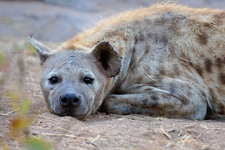 Hyena in natural habitatの写真素材