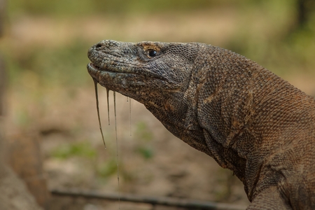Close up of giant komodo dragonの写真素材