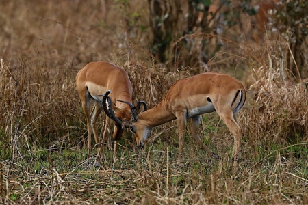 Male Gazelles fighting in their natural habitatの写真素材