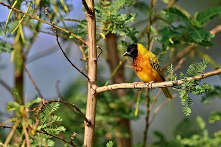 Tiny and colorful bird in natural habitatの写真素材
