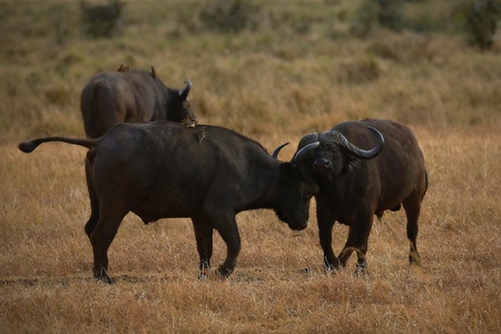 Buffaloes fighting in natural habitatの写真素材