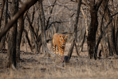 Tiger walking in magical dry forestの写真素材
