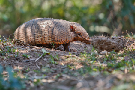 Armadillo in natural habitatの写真素材