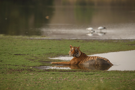 Bengal tiger from Ranthambhore National Park in Indiaの写真素材