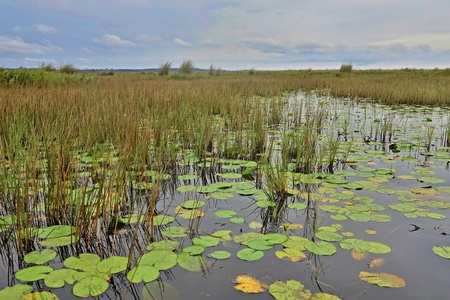 An amazing view of a mangrove swamp