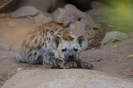Hyena in natural habitat