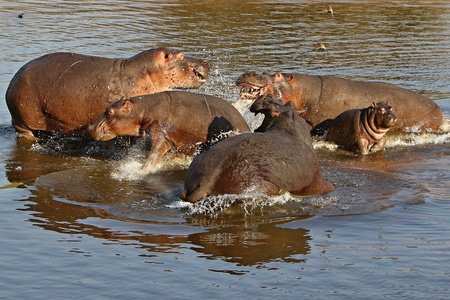 Herd of hippos in natural habitatの写真素材