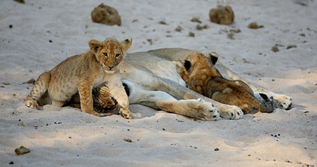 Lioness resting with cubs on the sandの写真素材