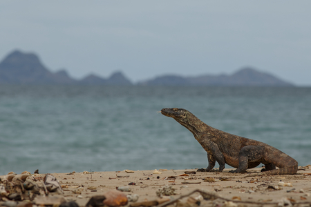 Gigantic komodo dragon in natural habitat at indonesiaの写真素材