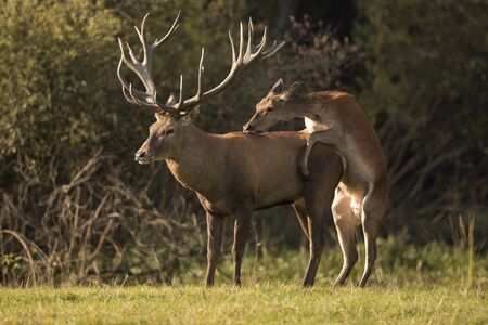 Stag and deer in natural habitatの写真素材